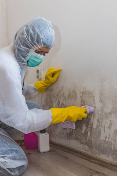 Best Mold Damage Restoration  in Wood Ridge, NJ
